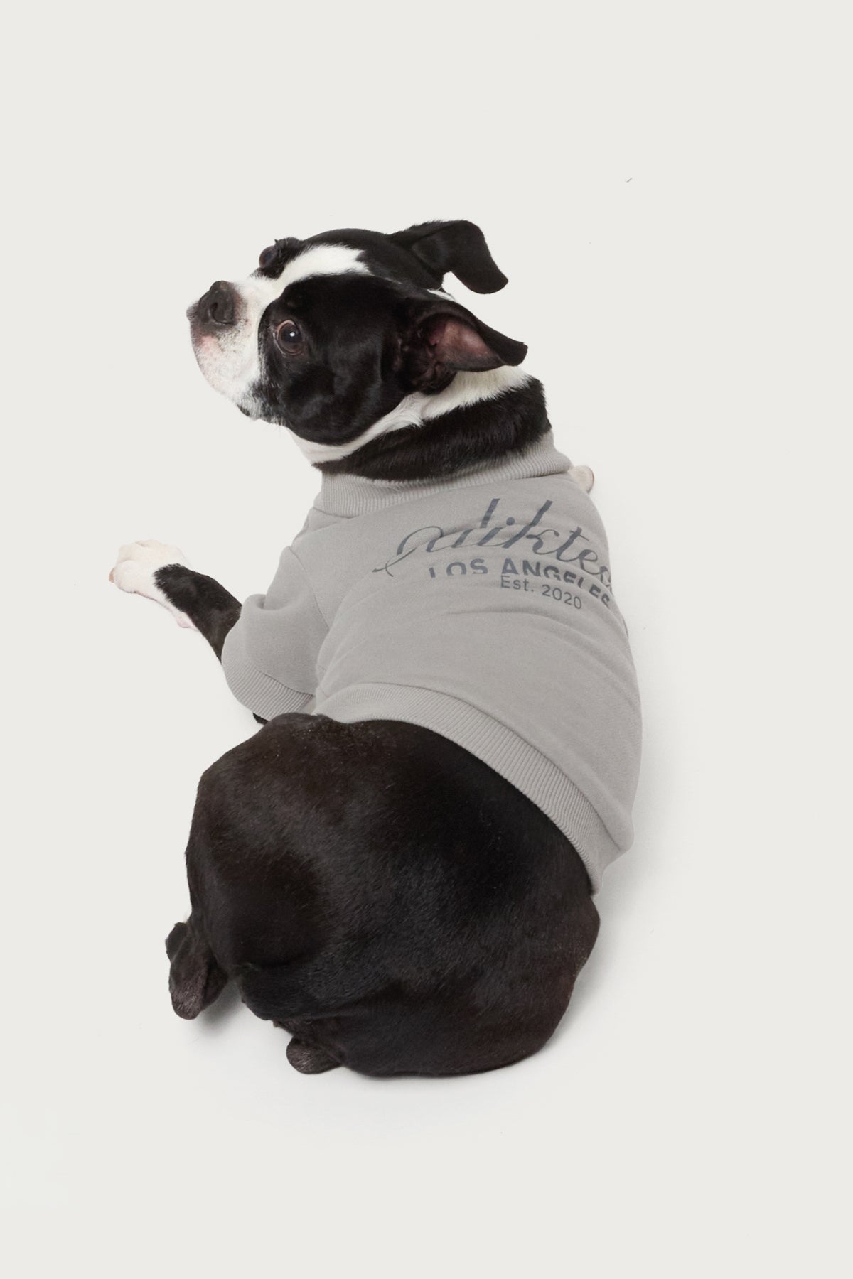 Get Edikted Pet Sweatshirt - Image 3