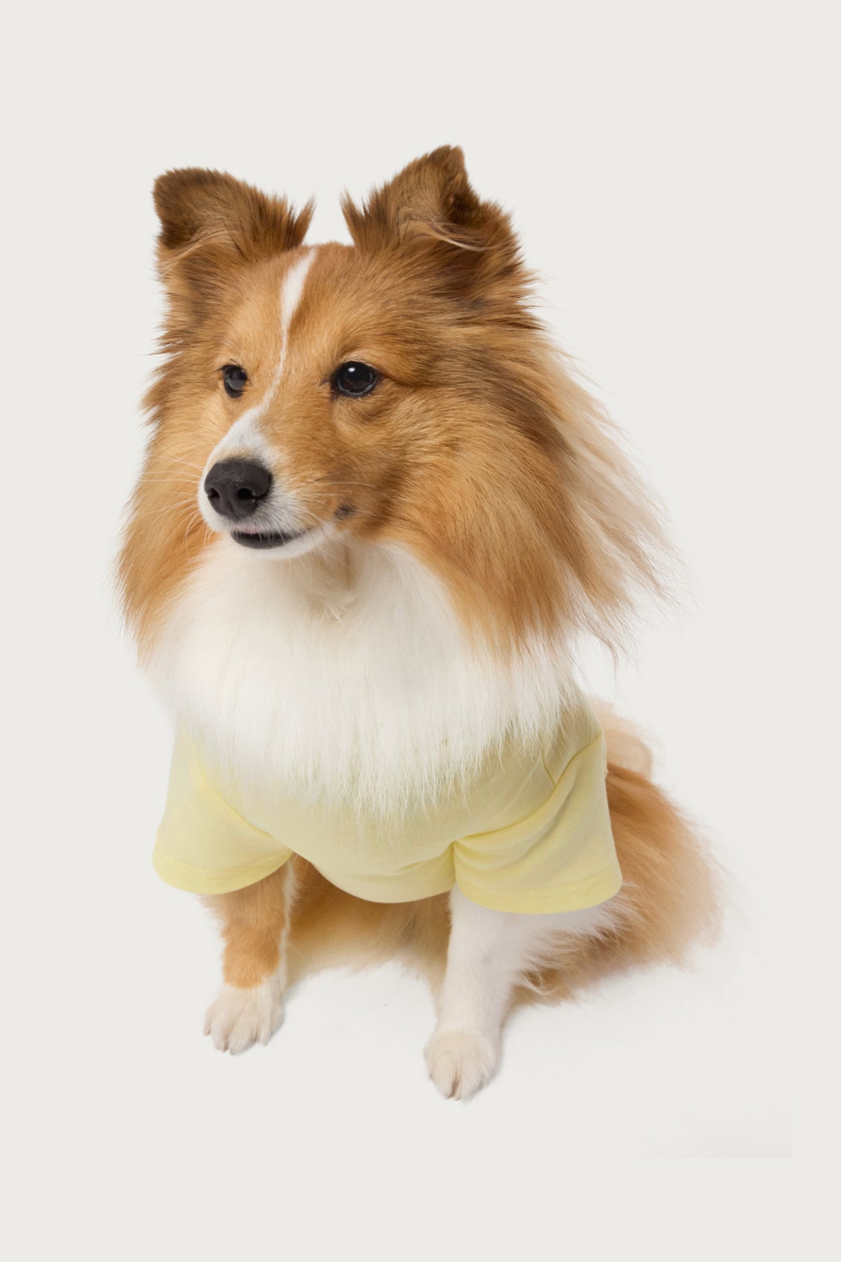 Daylily Pet T Shirt - Image 3