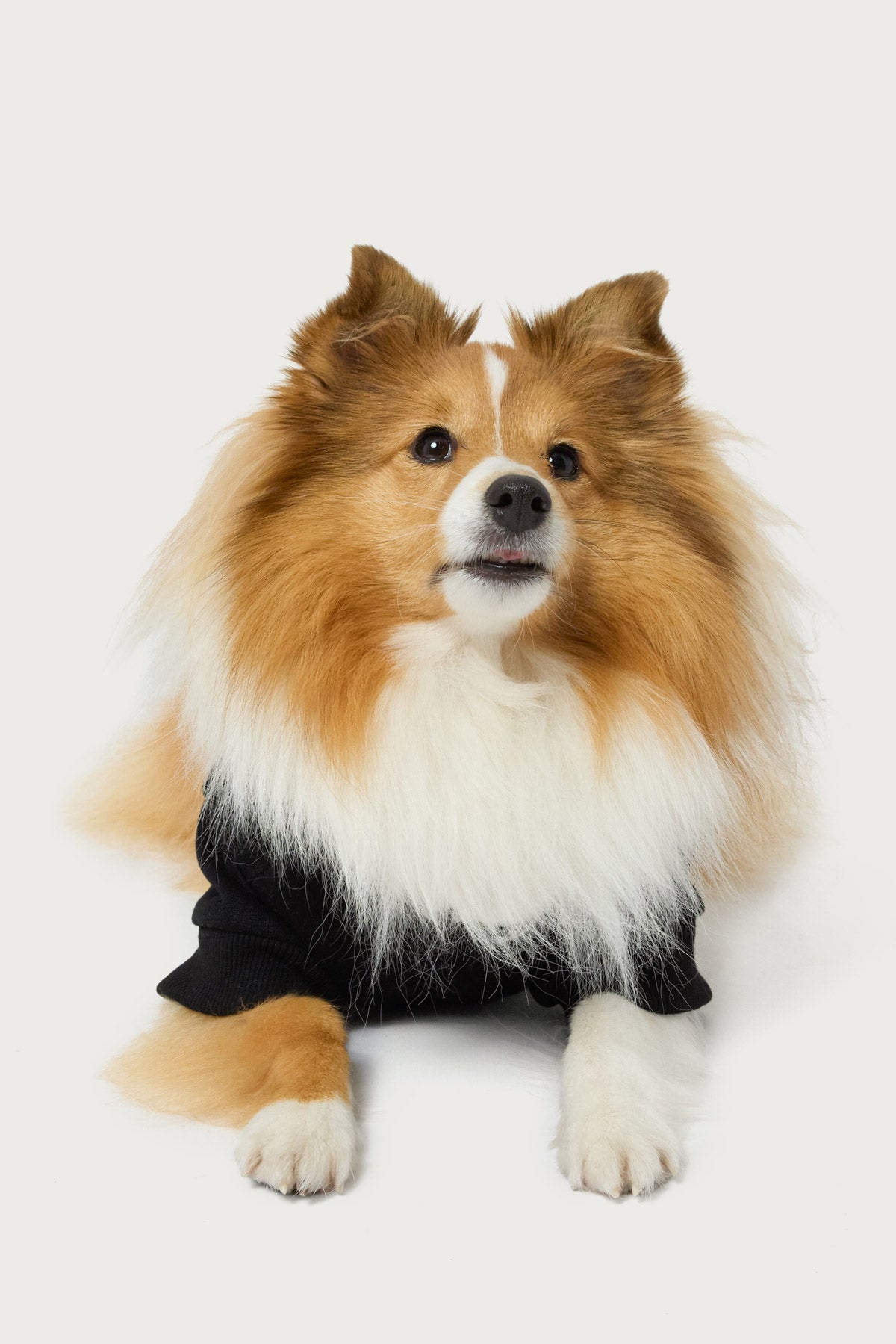 Edikted Star Pet Hoodie - Image 4