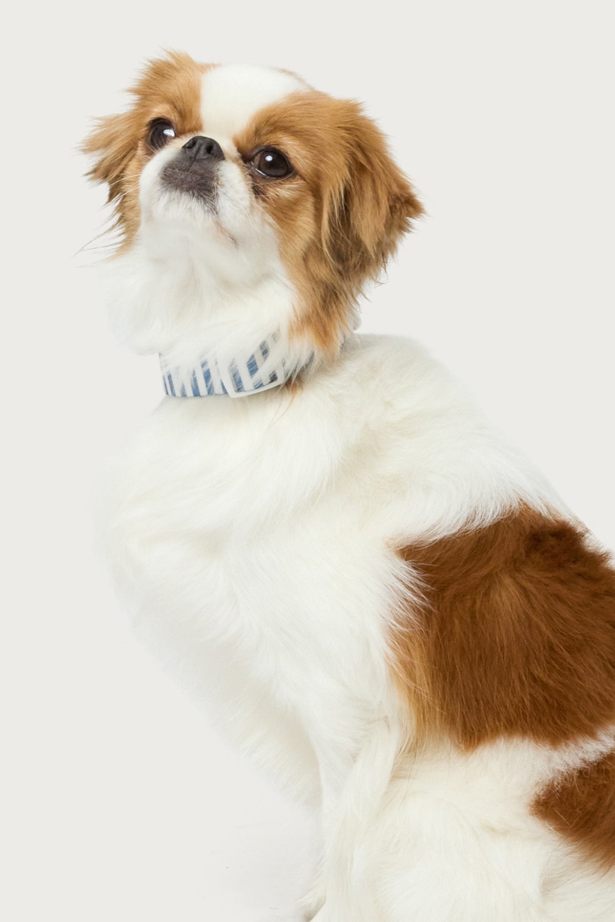 Striped Pet Collar - Image 2