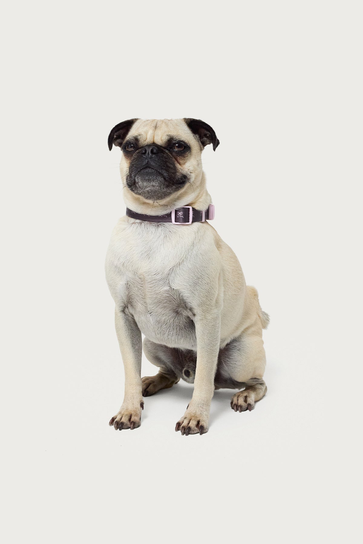 Bonney Bow Pet Collar - Image 2